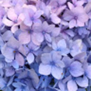 Meet your Posher, Ashleypaul